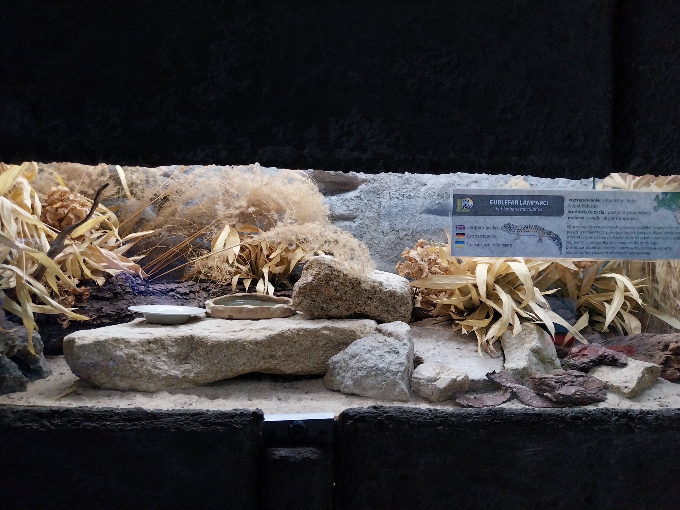 Pavilion of Cold-blooded Animals - Leopard Gecko (Eublepharis macularius)