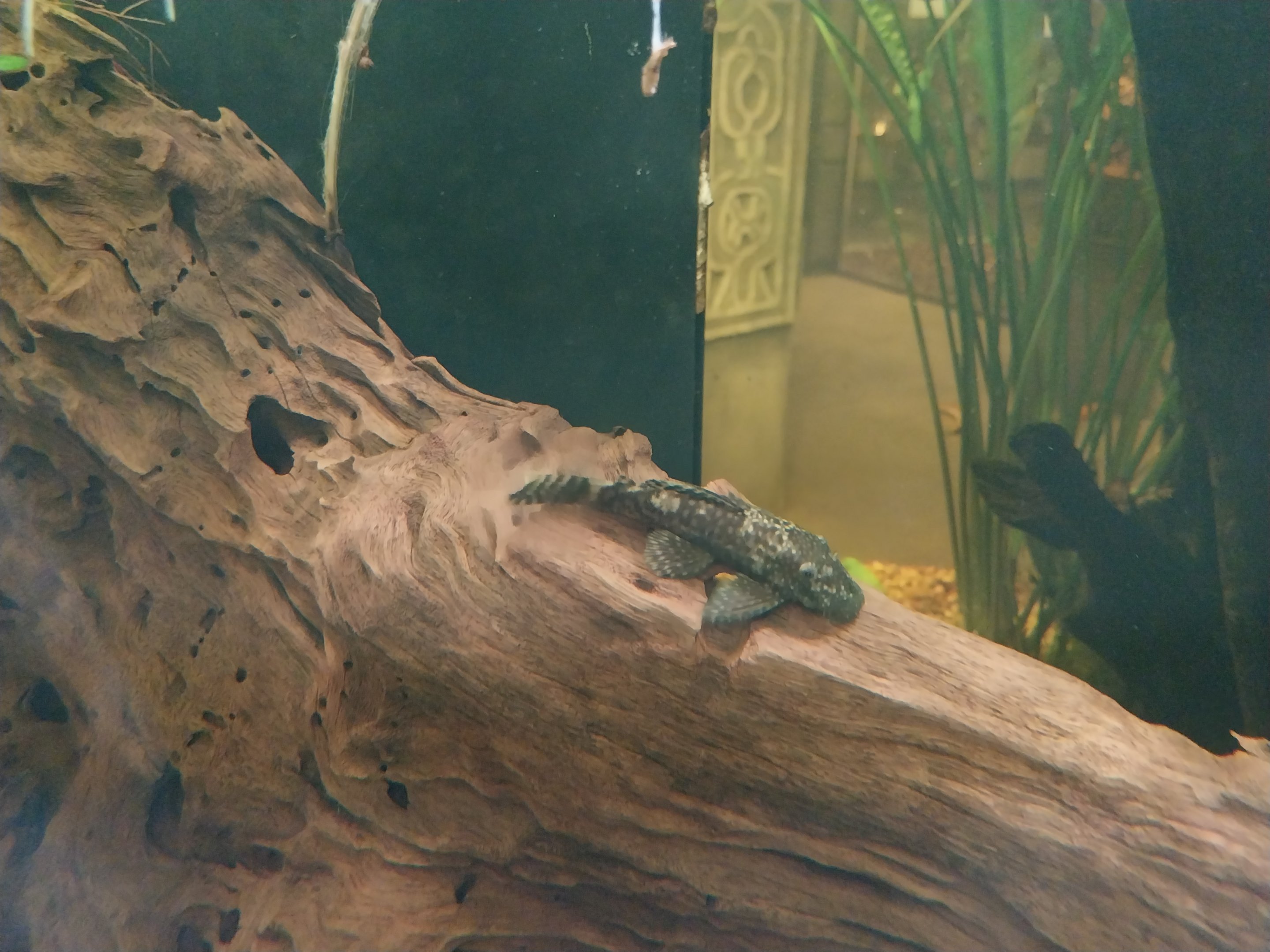 Pavilion of Cold-blooded Animals - Leopard Pleco (Pterygoplichthys gibbiceps)