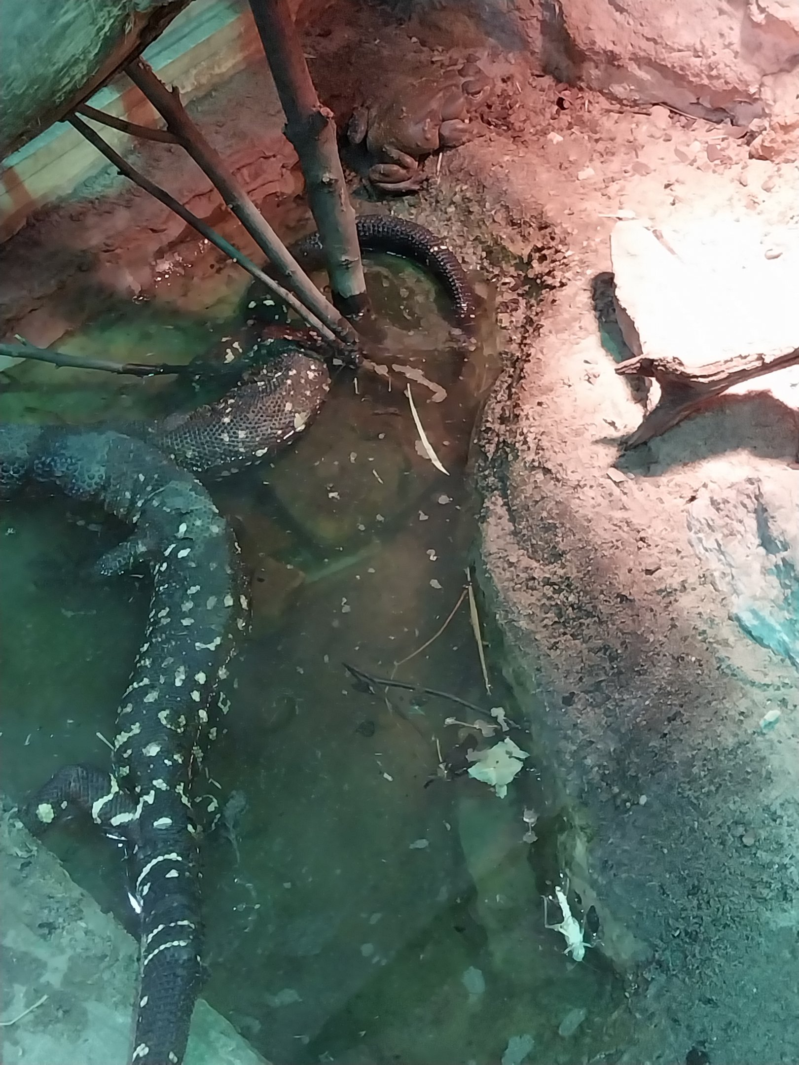 Pavilion of Cold-blooded Animals - Mexican Beaded Lizard (Heloderma horridum) and Sonoran Desert Toad (Incilius alvarius)