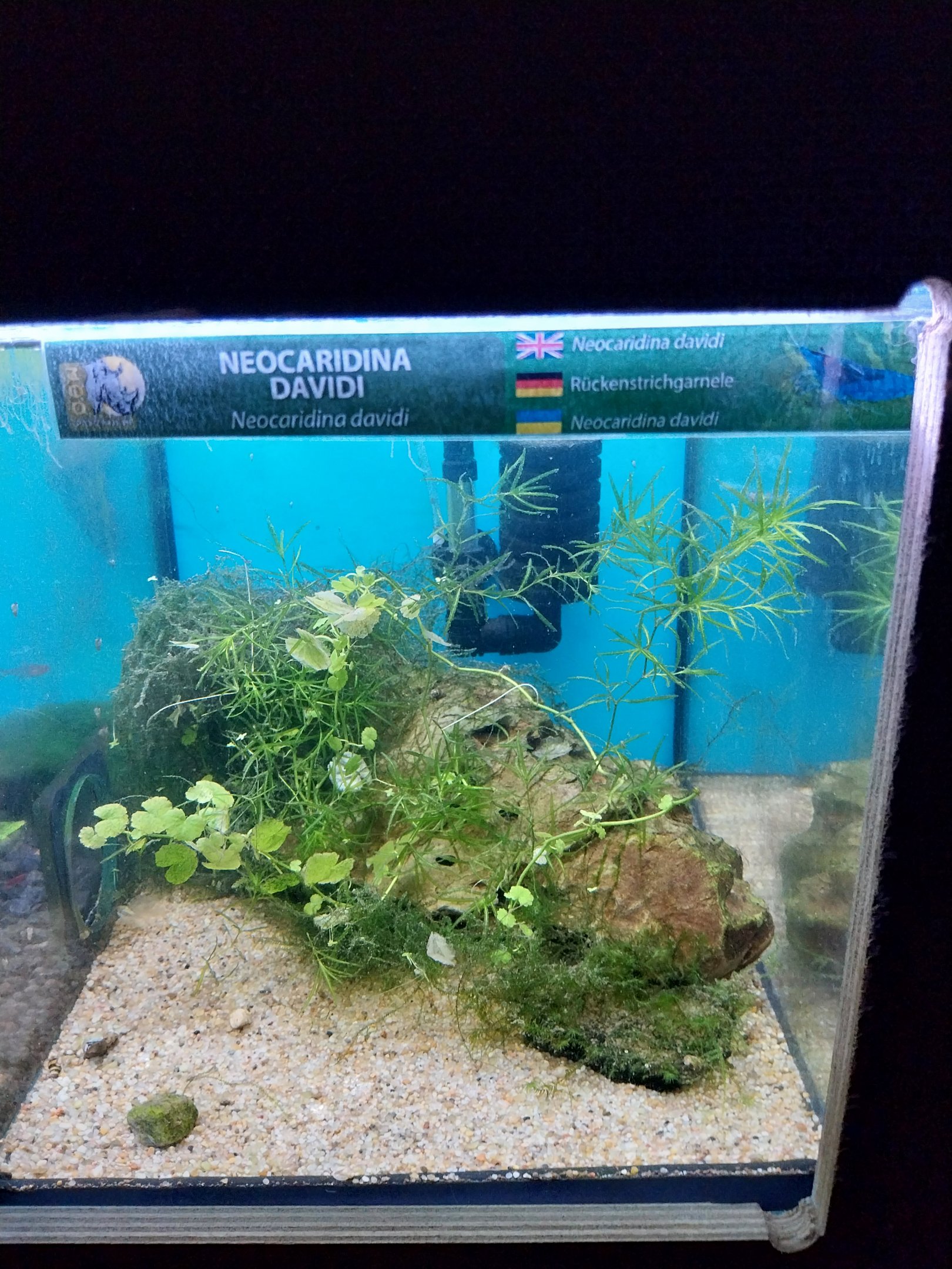 Pavilion of Cold-blooded Animals - Neocaridina davidi)