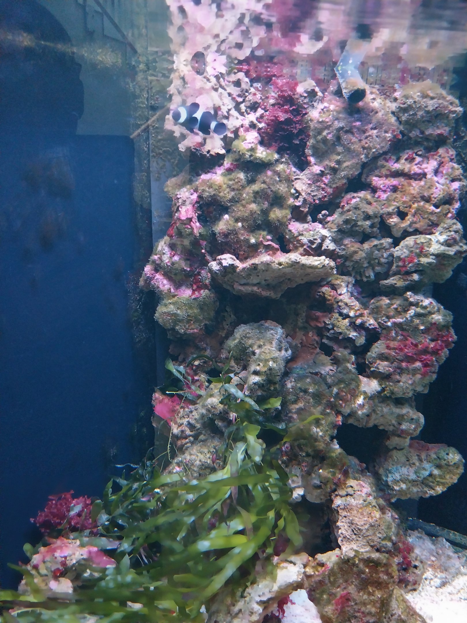 Pavilion of Cold-blooded Animals - Ocellaris Clownfish (Amphiprion ocellaris) and Canary Wrasse (Halichoeres chrysus)