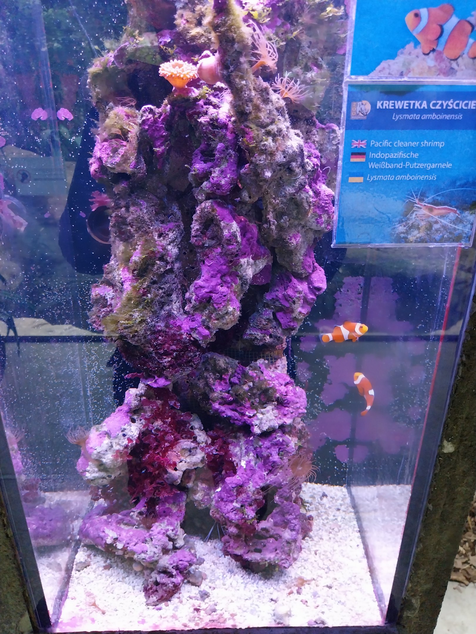 Pavilion of Cold-blooded Animals - Ocellaris Clownfish (Amphiprion ocellaris) and Pacific Cleaner Shrimp (Lysmata amboinensis)