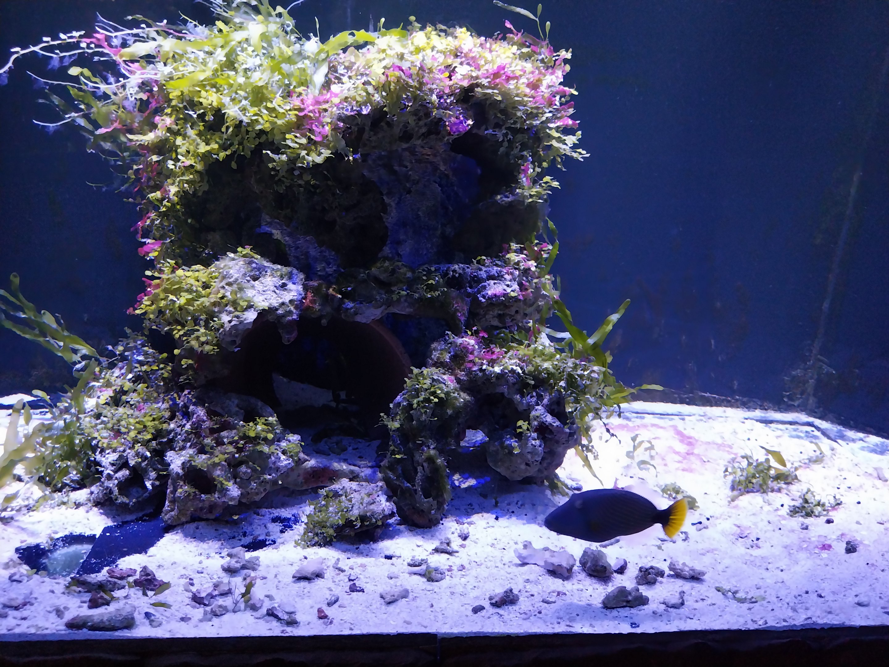 Pavilion of Cold-blooded Animals - Orange-lined Triggerfish (Balistapus undulatus) and ???