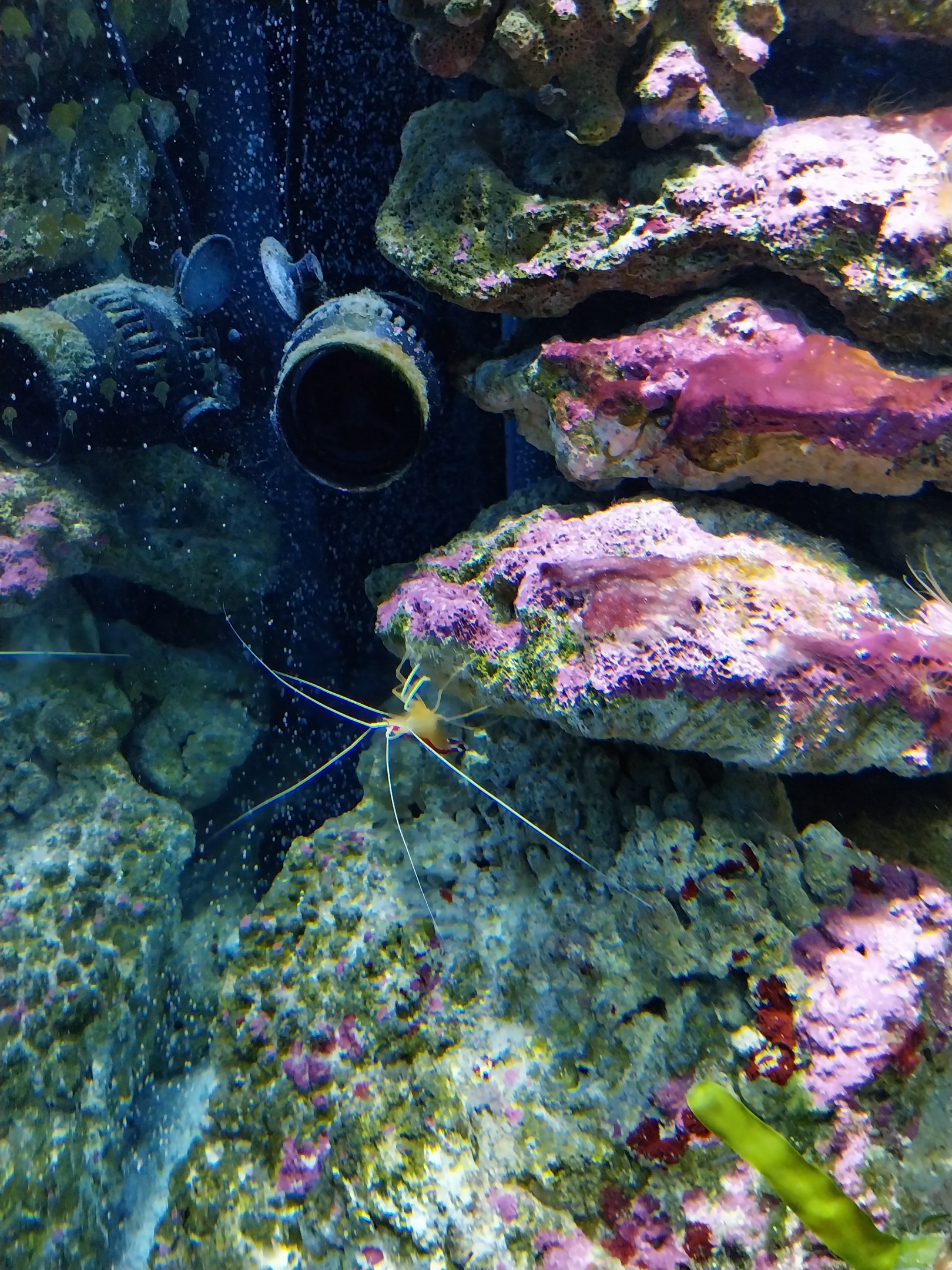 Pavilion of Cold-blooded Animals - Pacific Cleaner Shrimp