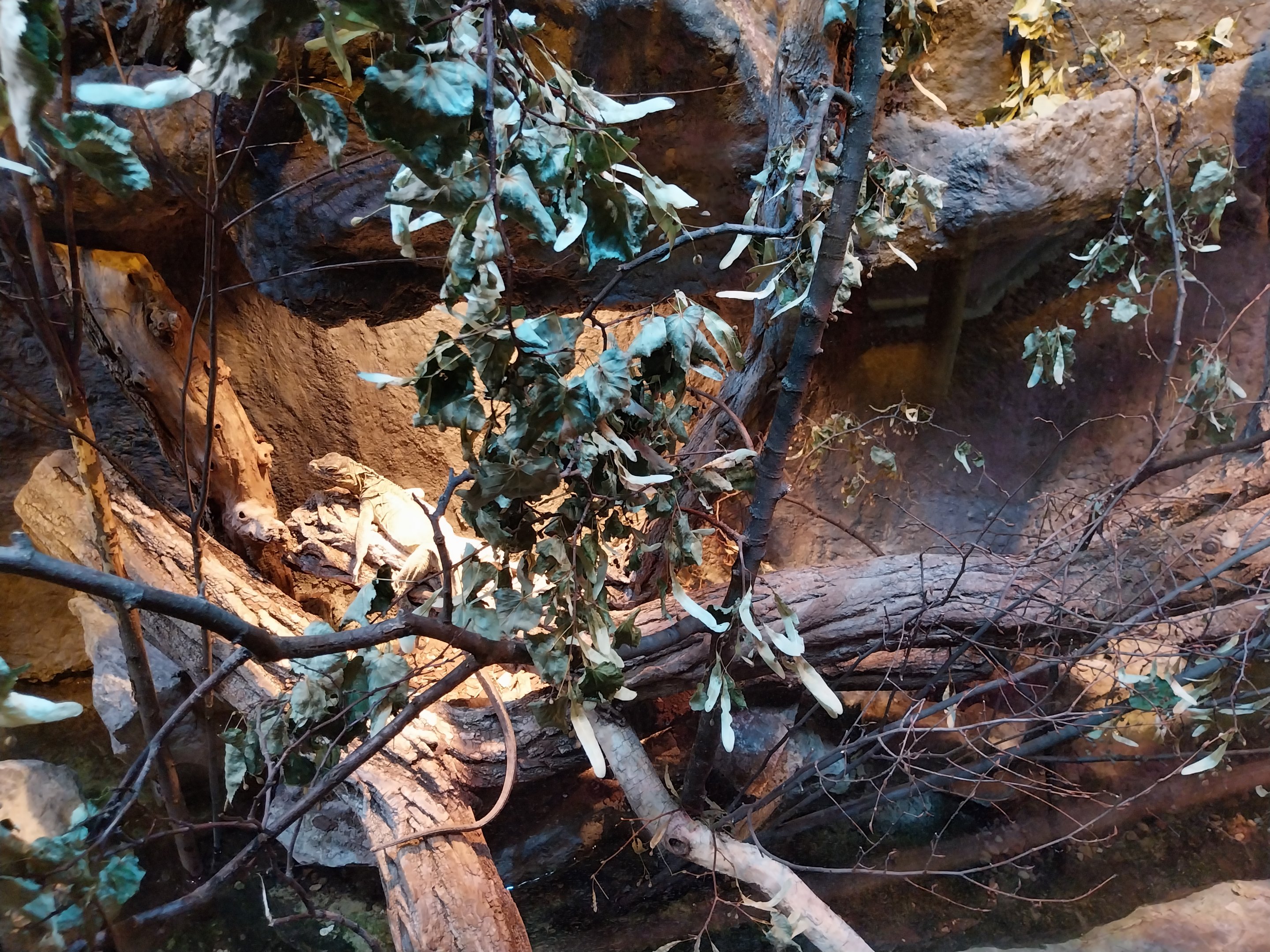 Pavilion of Cold-blooded Animals - Philippine Sailfin Lizard (Hydrosaurus pustulatus)