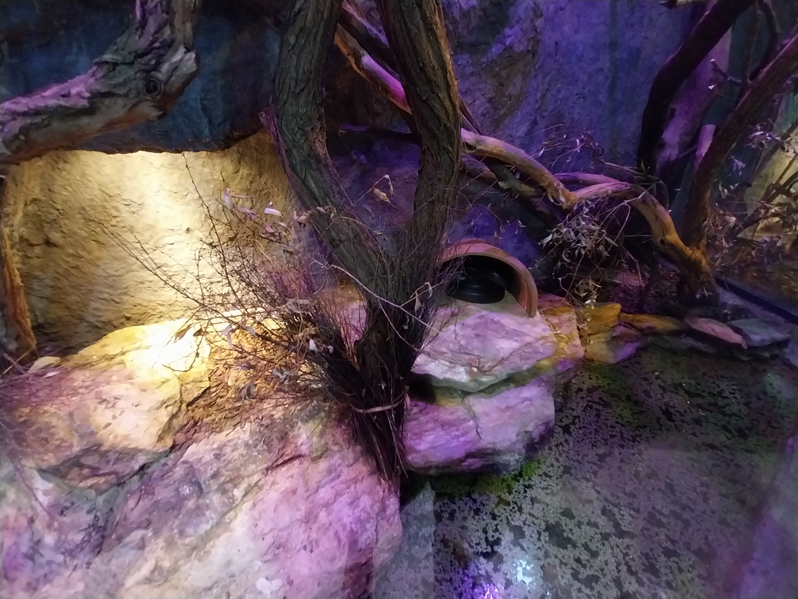 Pavilion of Cold-blooded Animals - Reticulated Python (Python reticulatus)