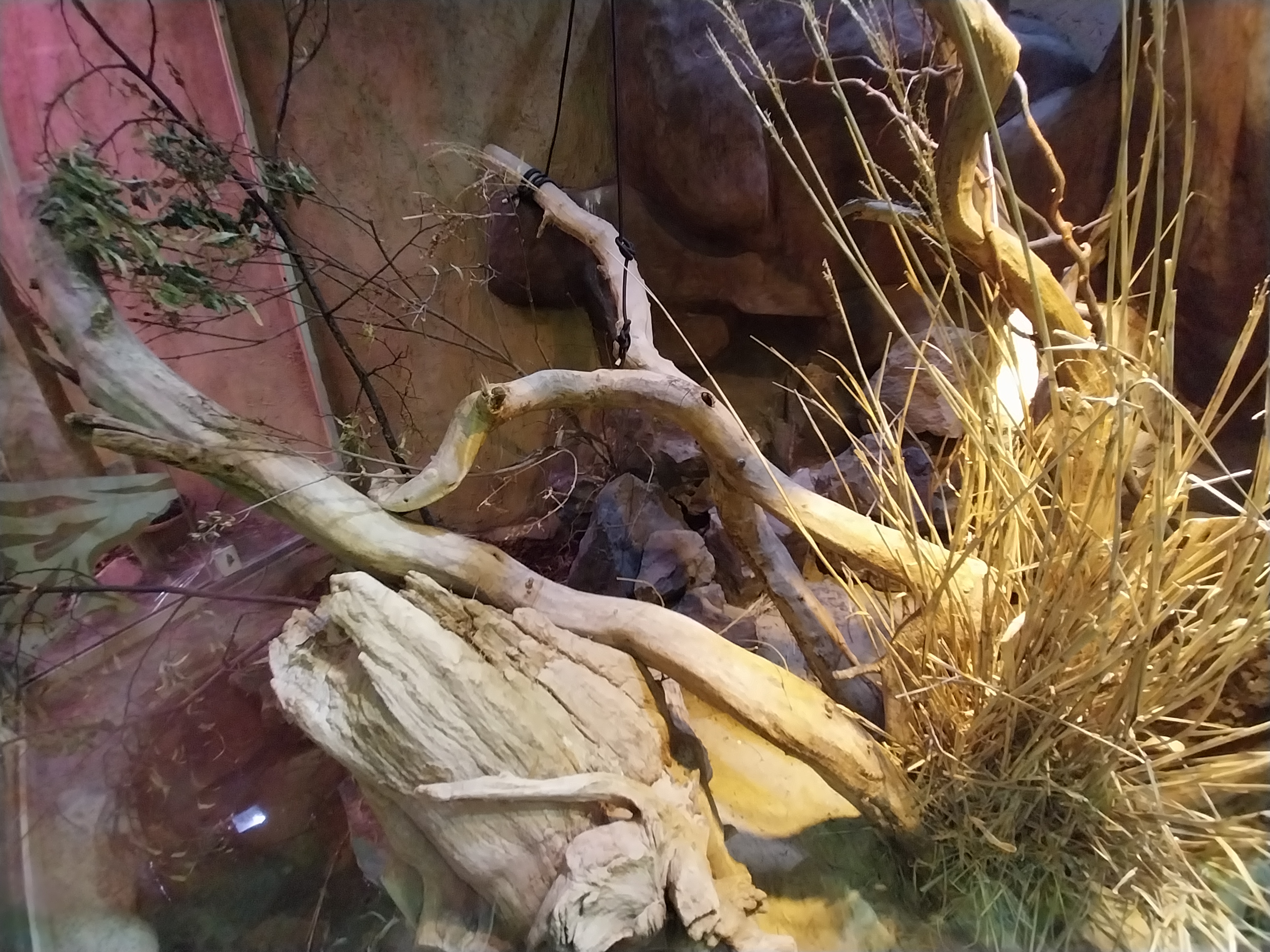 Pavilion of Cold-blooded Animals - Rhinoceros Iguana (Cyclura cornuta)