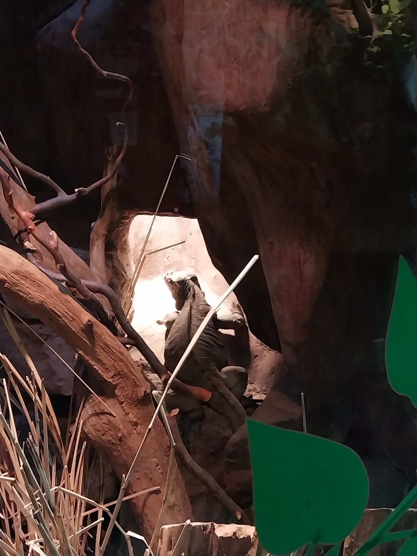 Pavilion of Cold-blooded Animals - Rhinoceros Iguana (Cyclura cornuta)