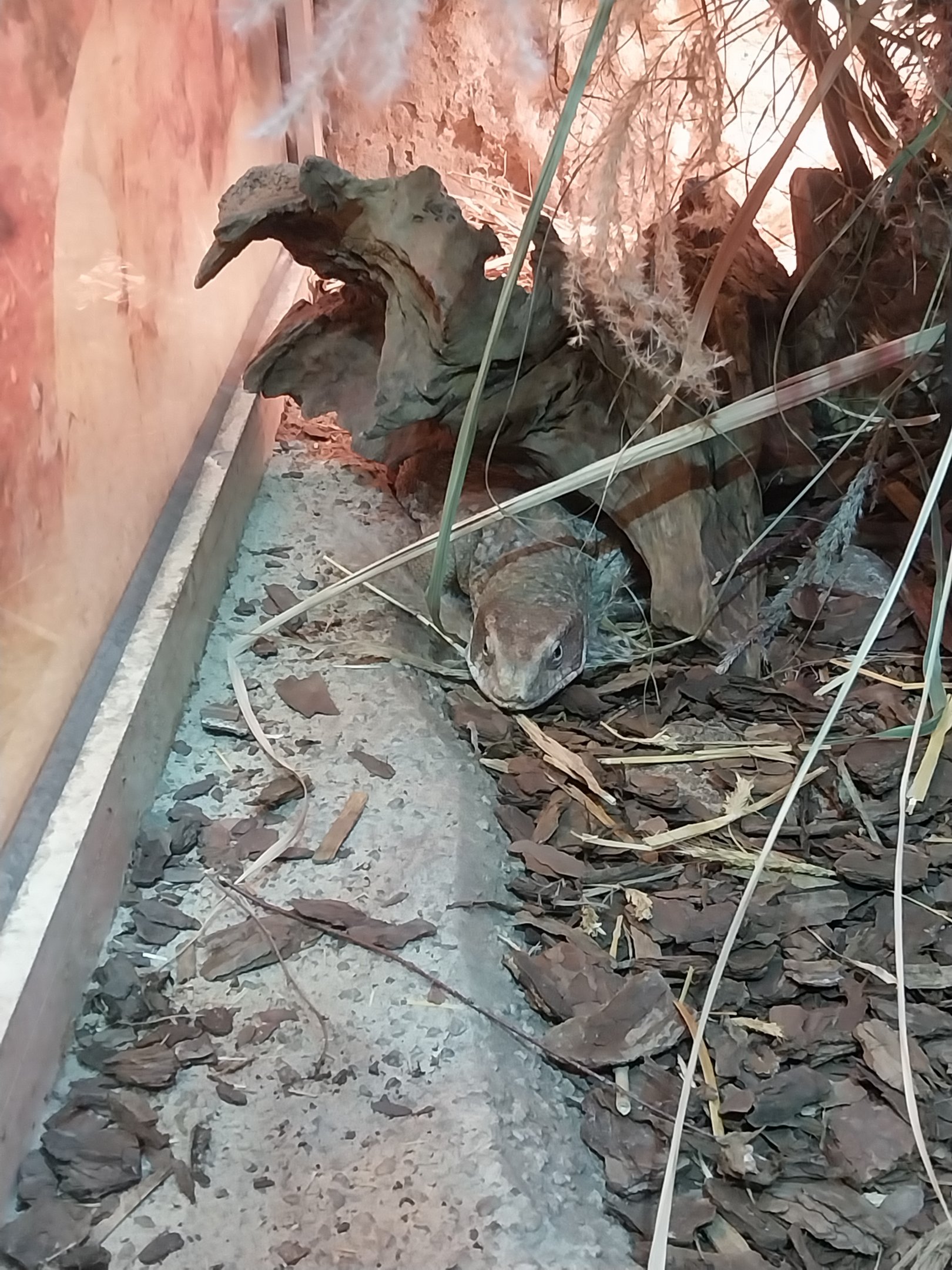 Pavilion of Cold-blooded Animals - Savanna Monitor (Varanus exanthematicus)