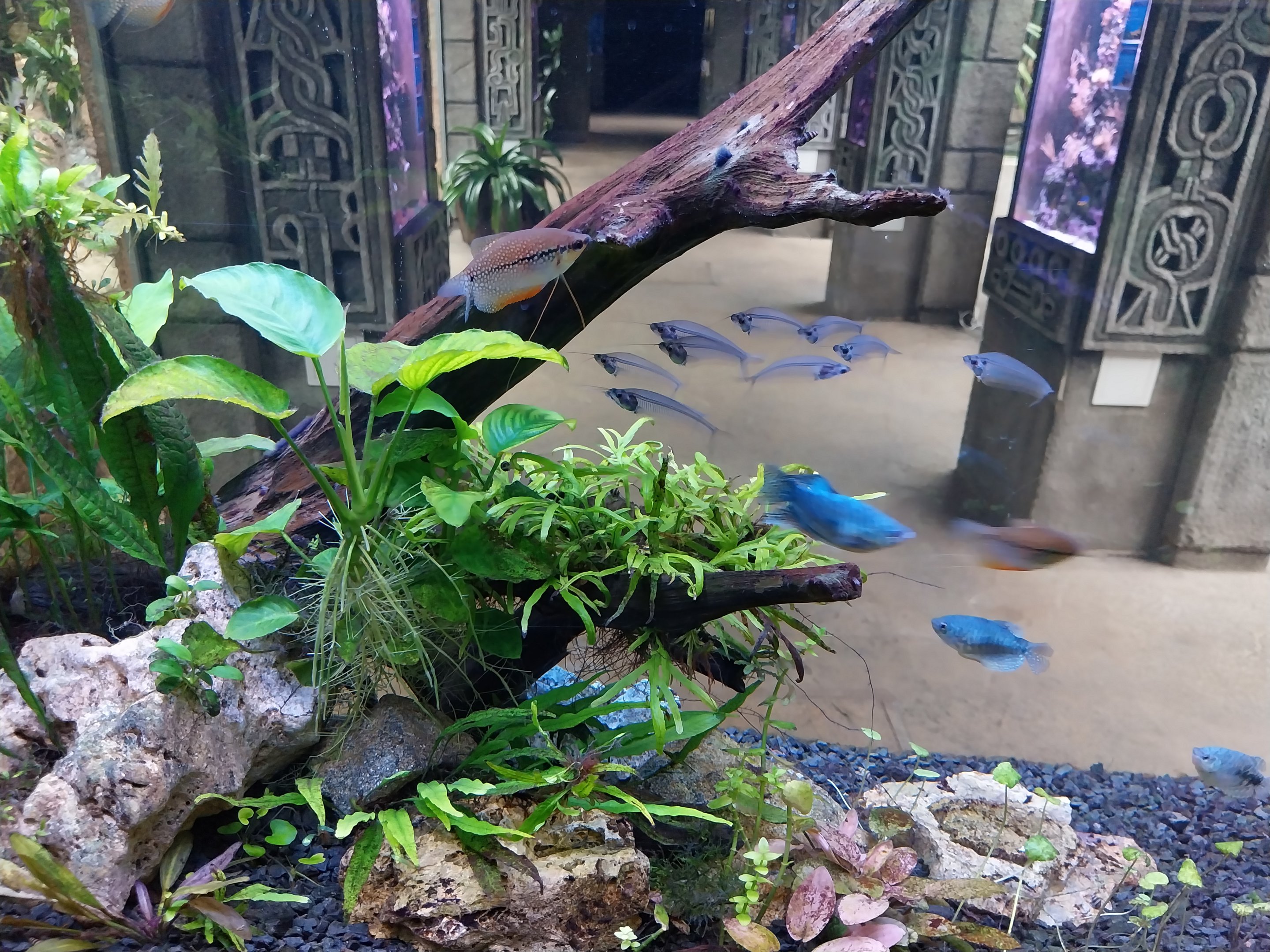 Pavilion of Cold-blooded Animals - Southeast-Asian tank