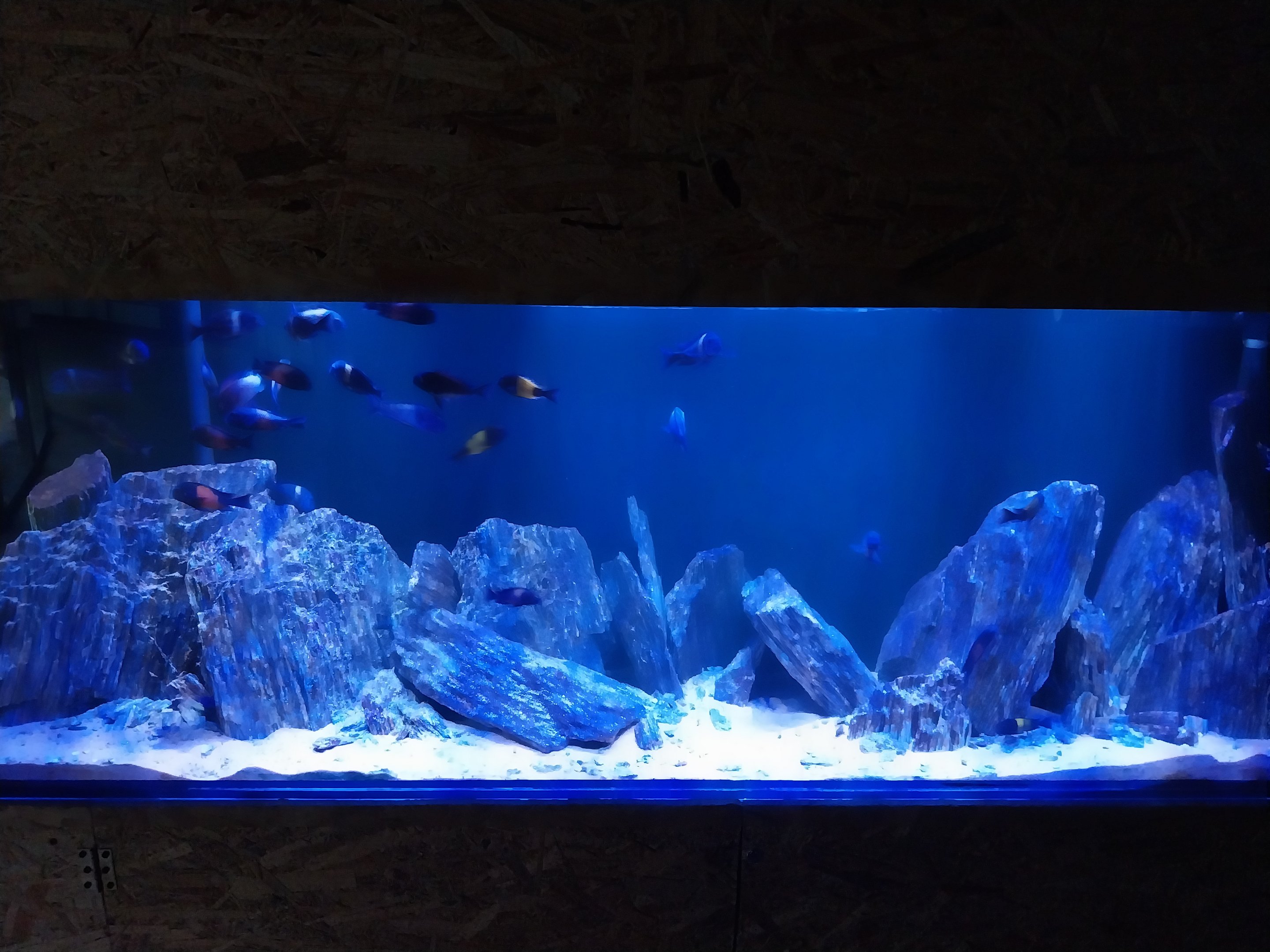 Pavilion of Cold-blooded Animals - White Spotted Cichlid (Tropheus duboisi)