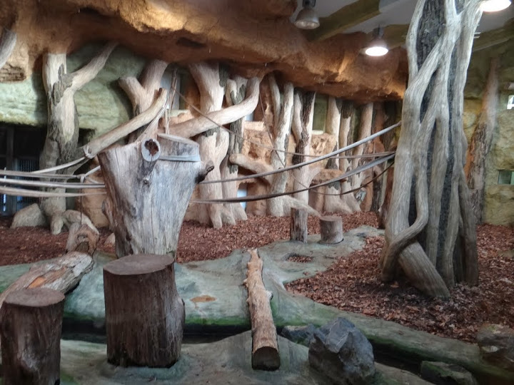 Pavilion of Gorilla gorilla gorilla