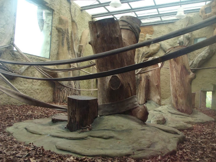 Pavilion of Gorilla gorilla gorilla