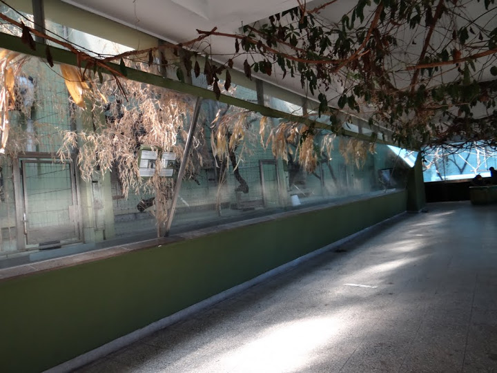 Pavilion of smaller monkeys