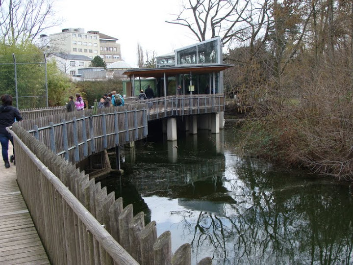 Pavillon of Hylobatidae