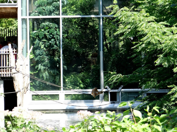 Pavilon of Nomascus leucogenys