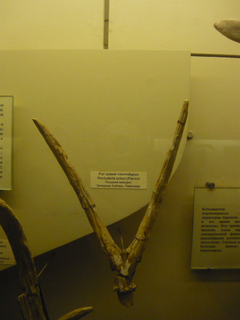 Pavlodaria orlovi antler