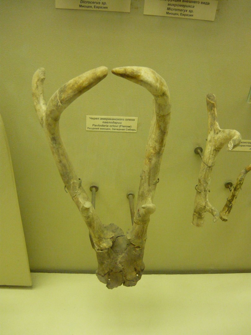 Pavlodaria orlovi skull fragment with antlers
