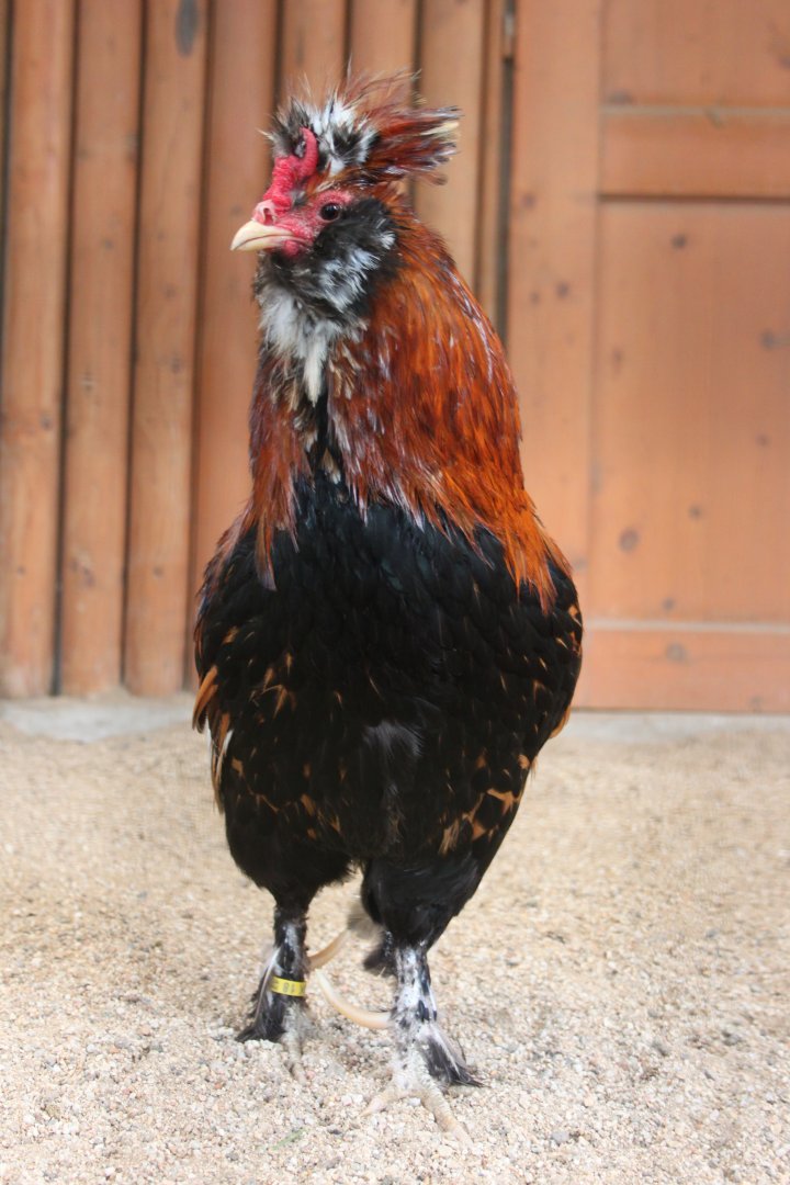 Pavlov chicken rooster