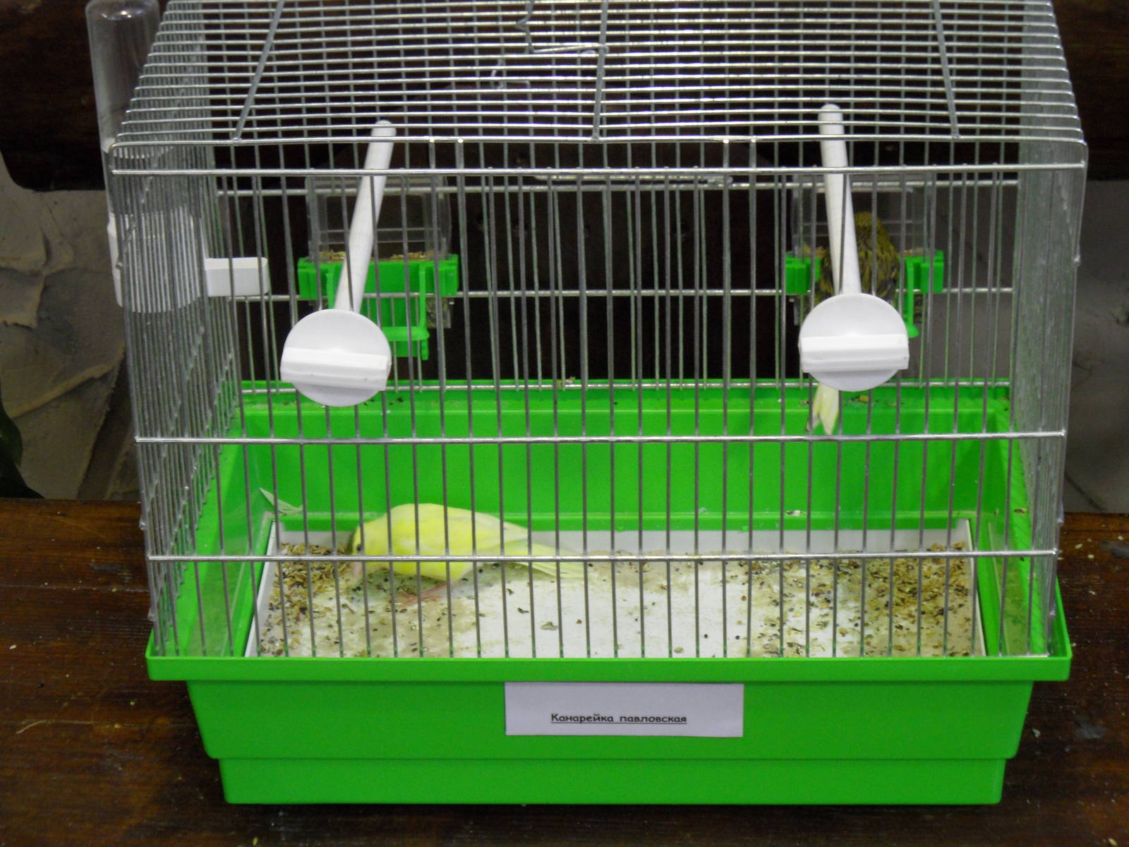 Pavlovo canaries - bird show'12