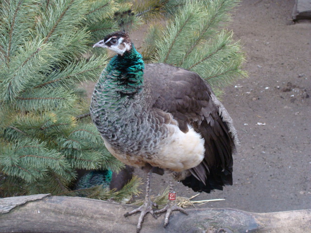 Pavo cristatus