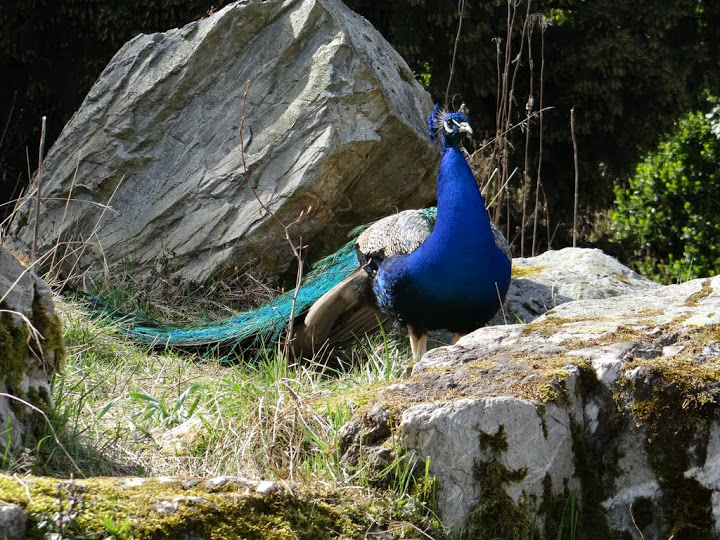 Pavo cristatus