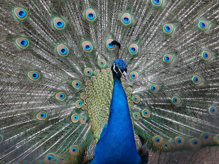 Pavo cristatus