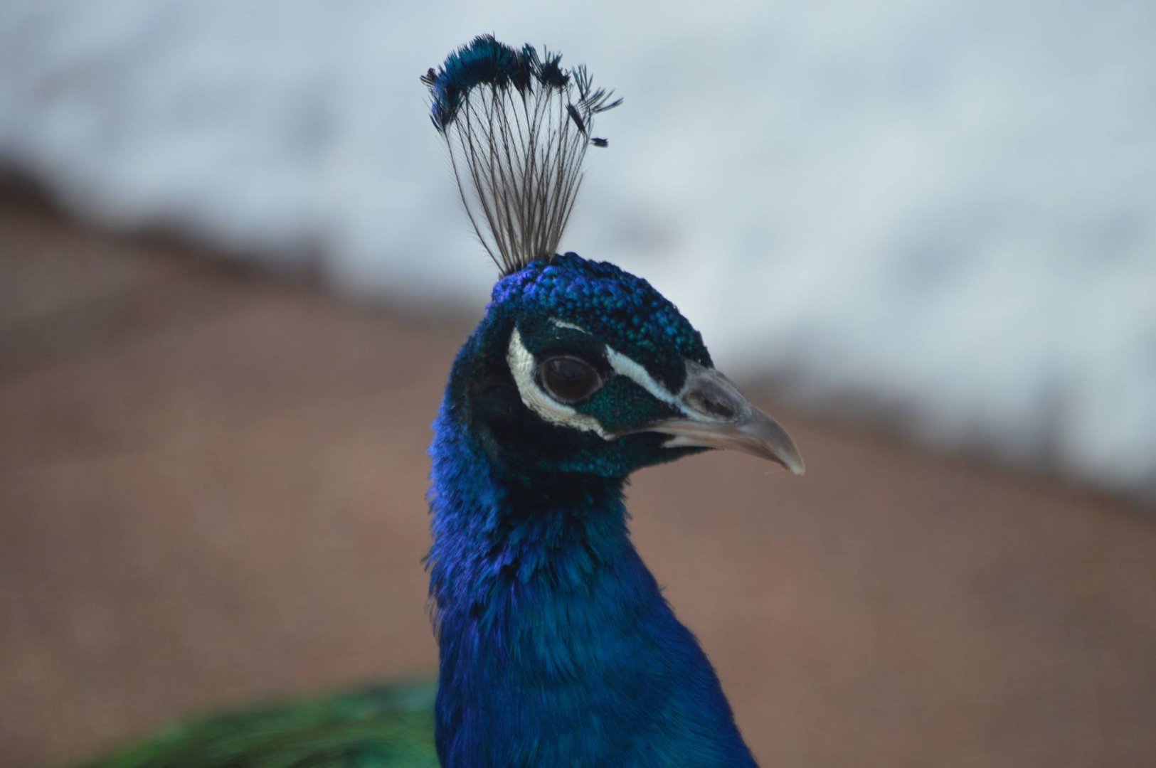 Pavo cristatus