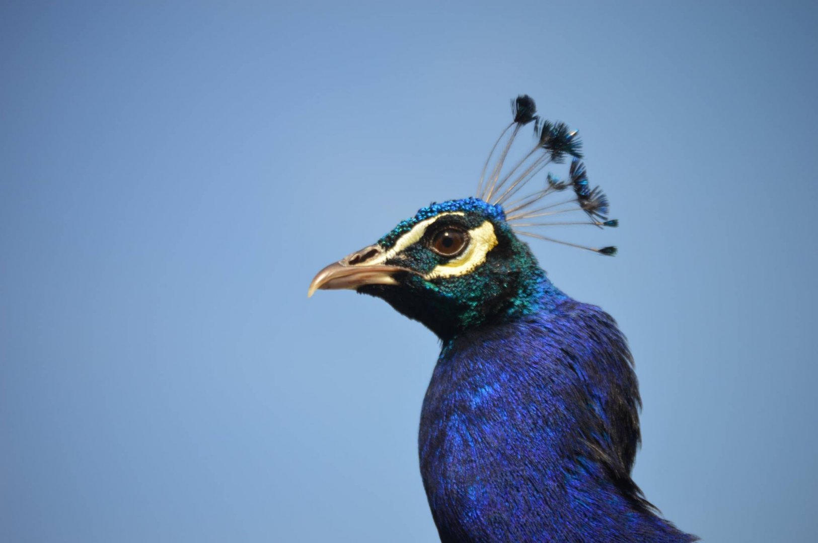 Pavo cristatus