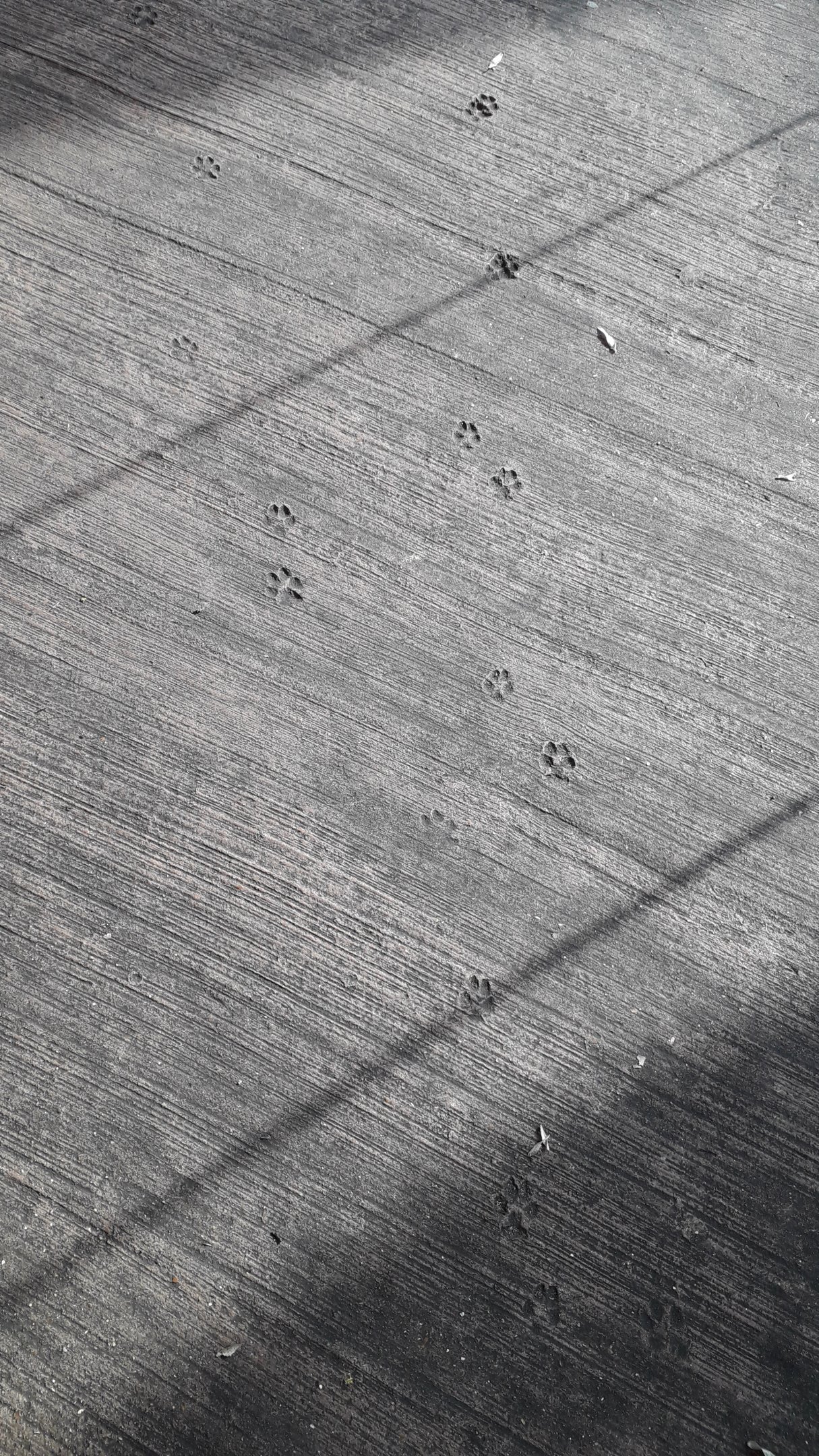 Pawprints in cement at Tiger Territory