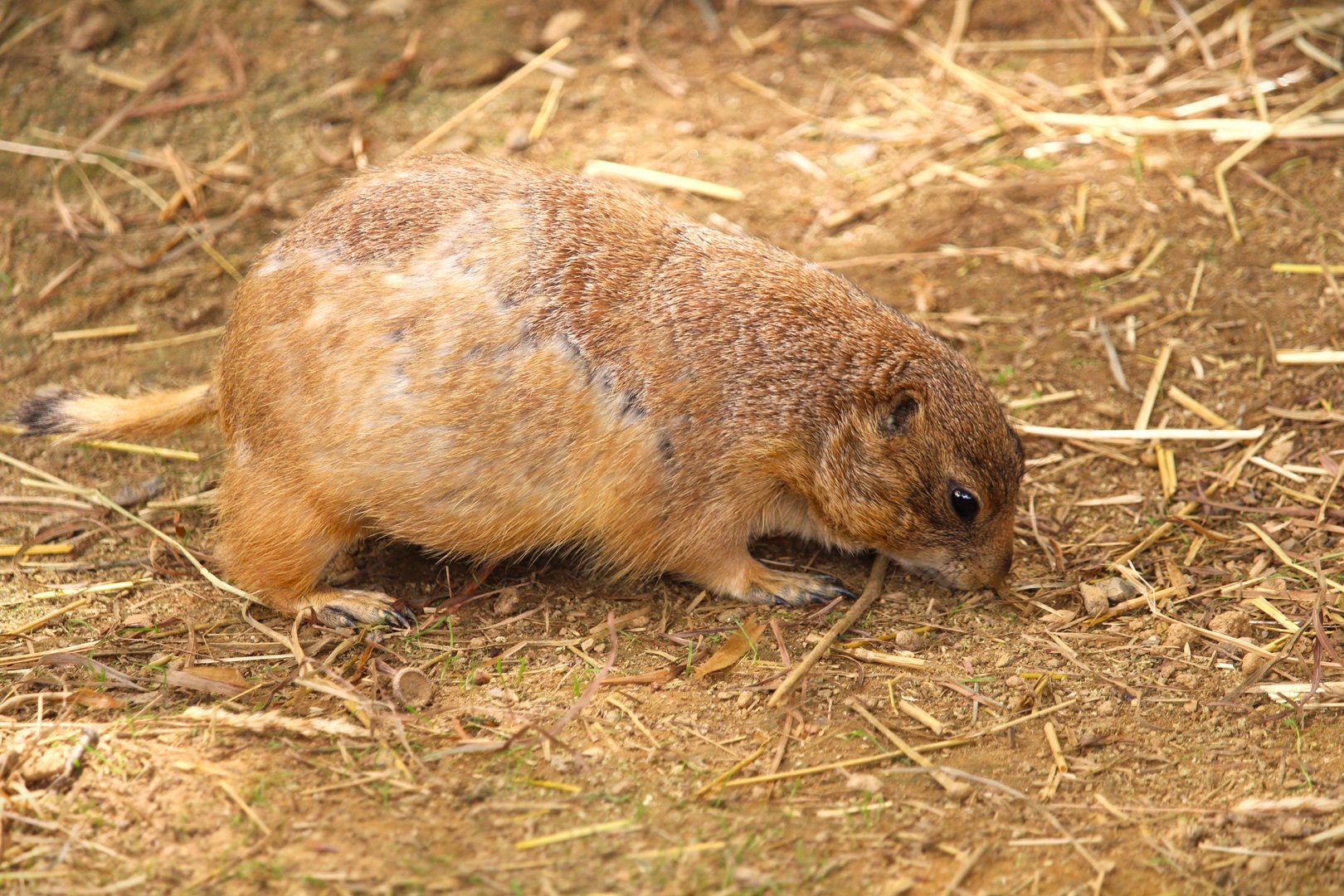 Paws & Claws Pathway - Black-tailed Prairie Dog