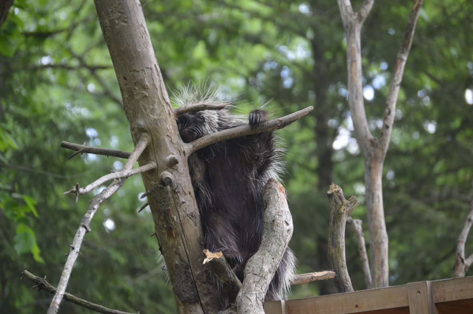 Paws & Claws Pathway - North American Porcupine (Erethizon dorsatum)