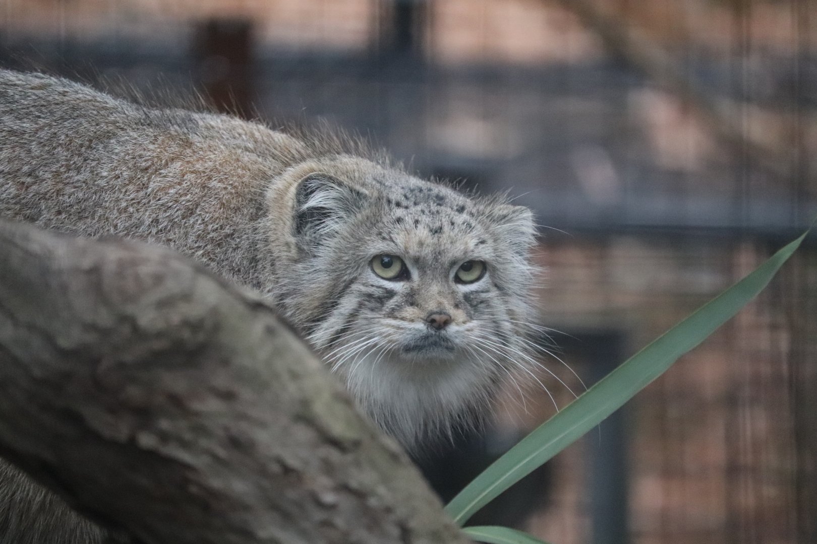 Paws & Claws Pathway - Pallas's Cat