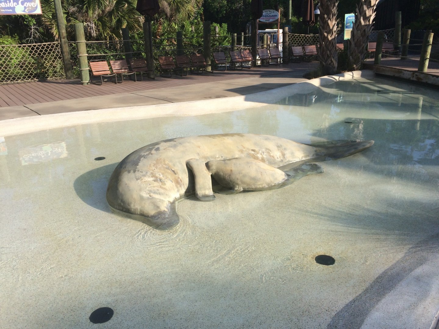 Paws On - Indian River Play Lagoon