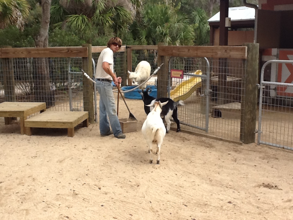 Paws On Petting Zone- Alpaca & Goats