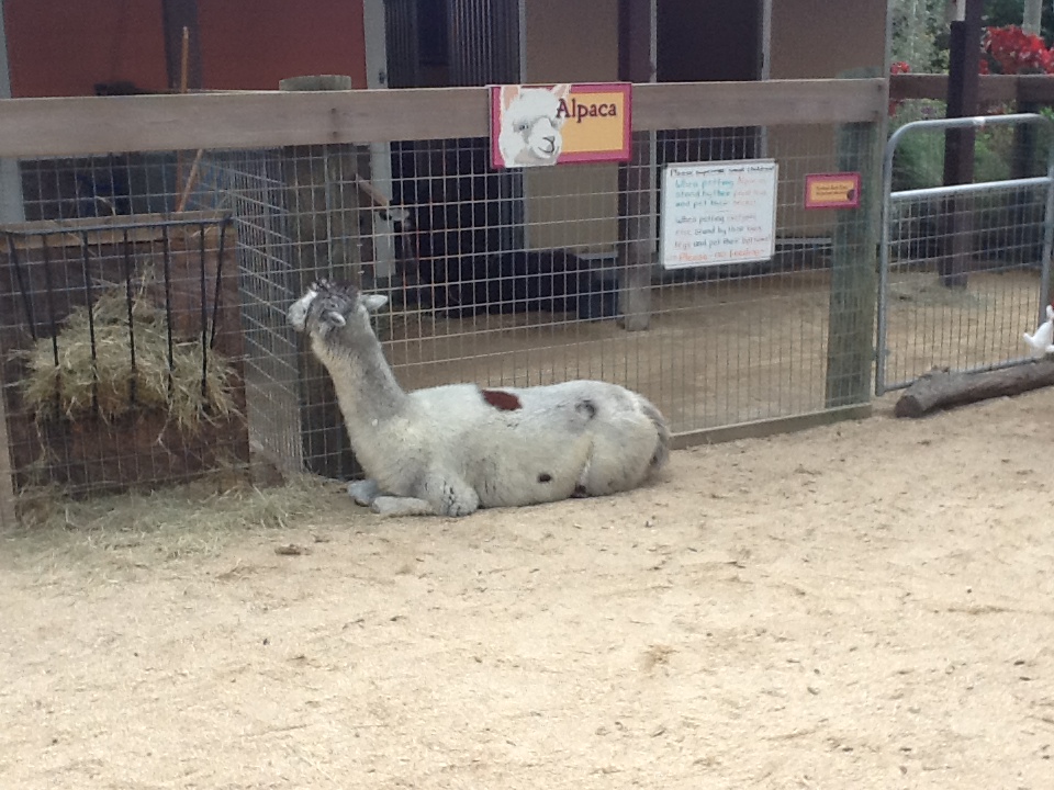 Paws On Petting Zone- Alpaca