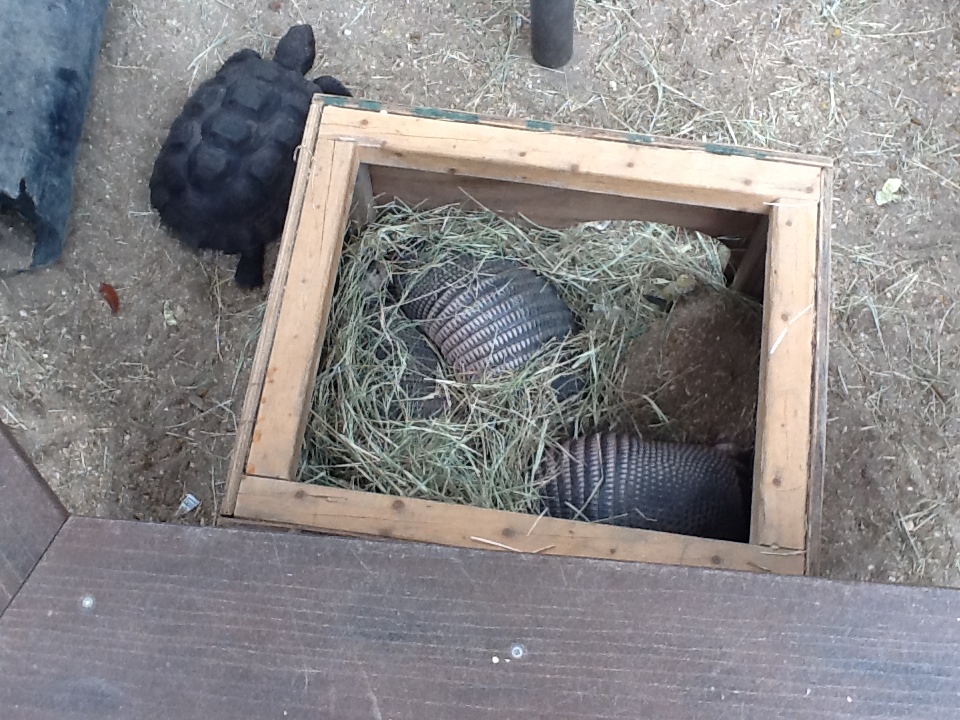 Paws On Petting Zone- Gopher Tortoise & Armadillos