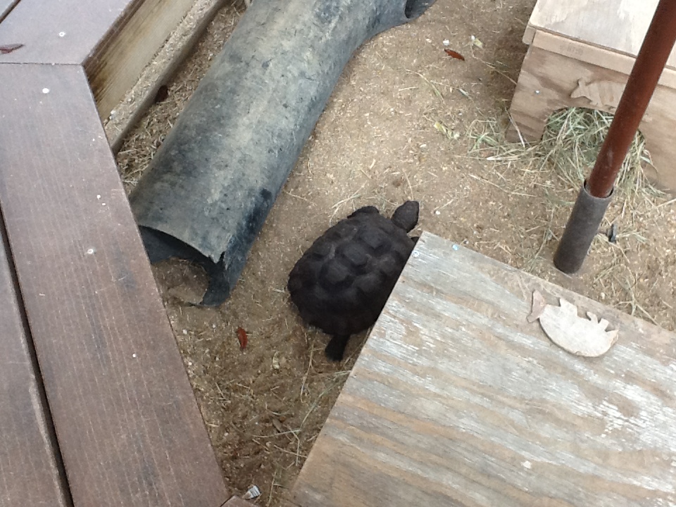 Paws On Petting Zone- Gopher Tortoise