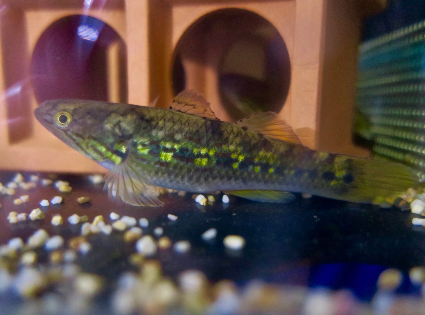 Payangka (Ophieleotris aporos)