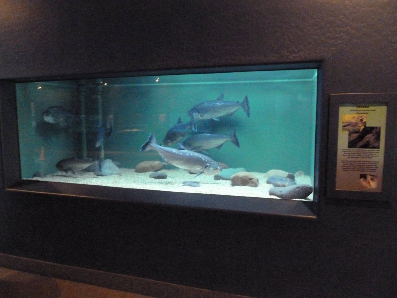 Payara Exhibit