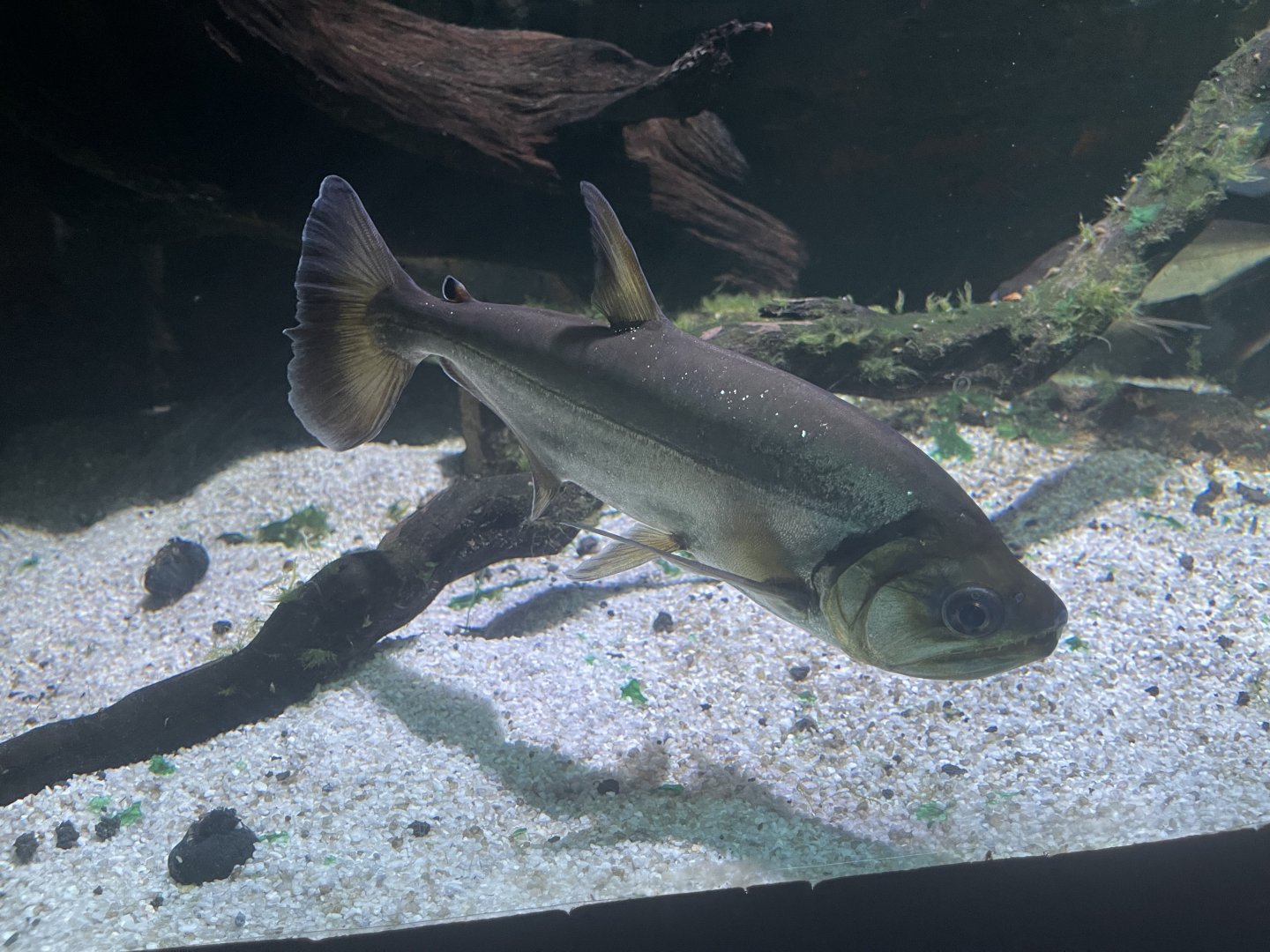 payara (hydrolycus armatus) (1) - dunia air tawar