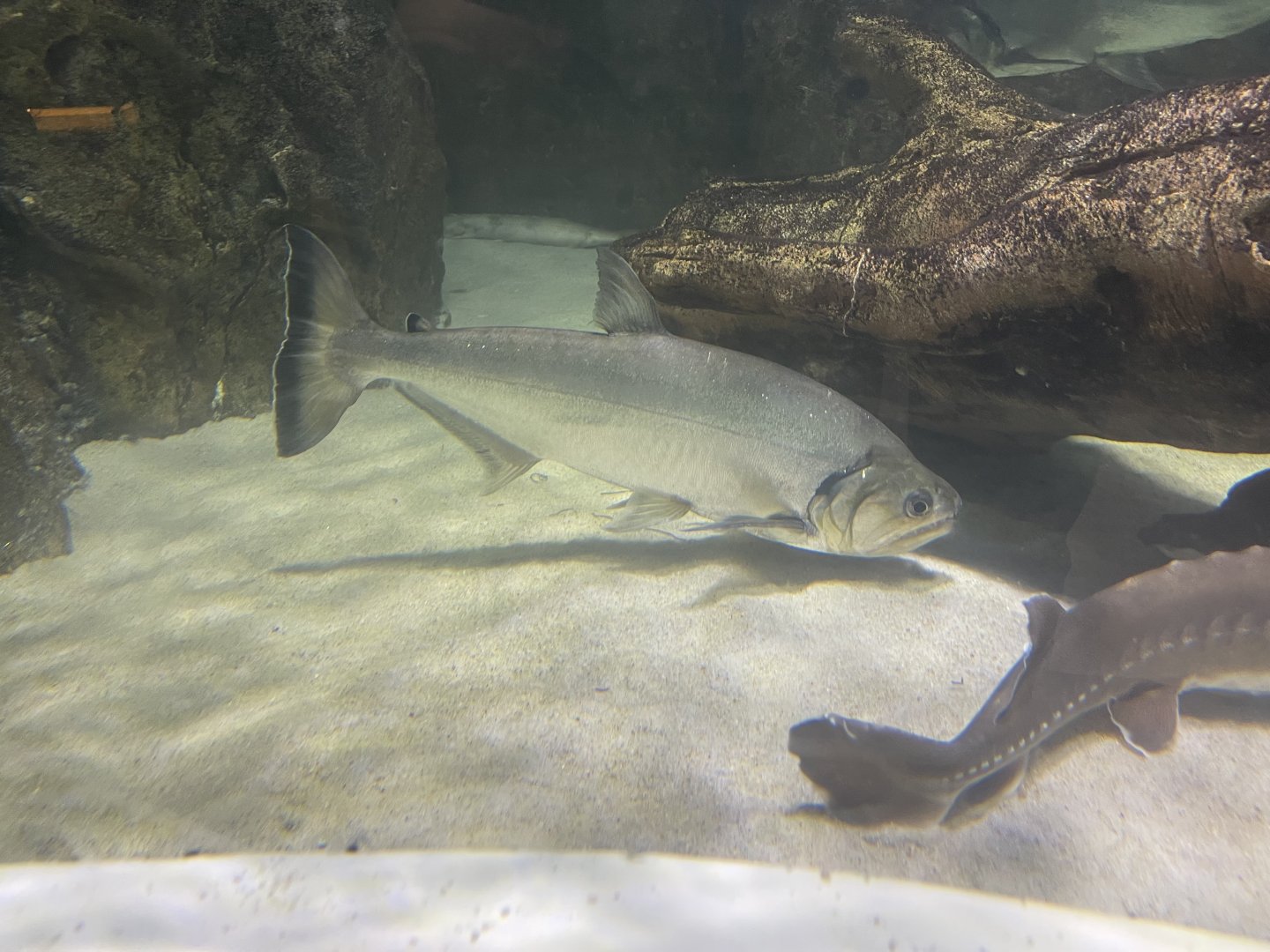 payara (hydrolycus armatus) (1)