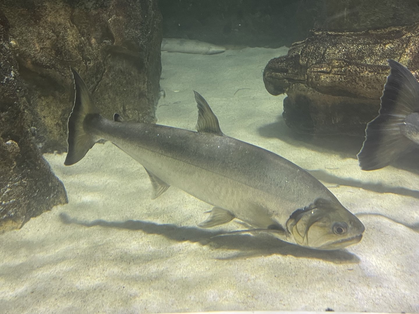 payara (hydrolycus armatus) (2)