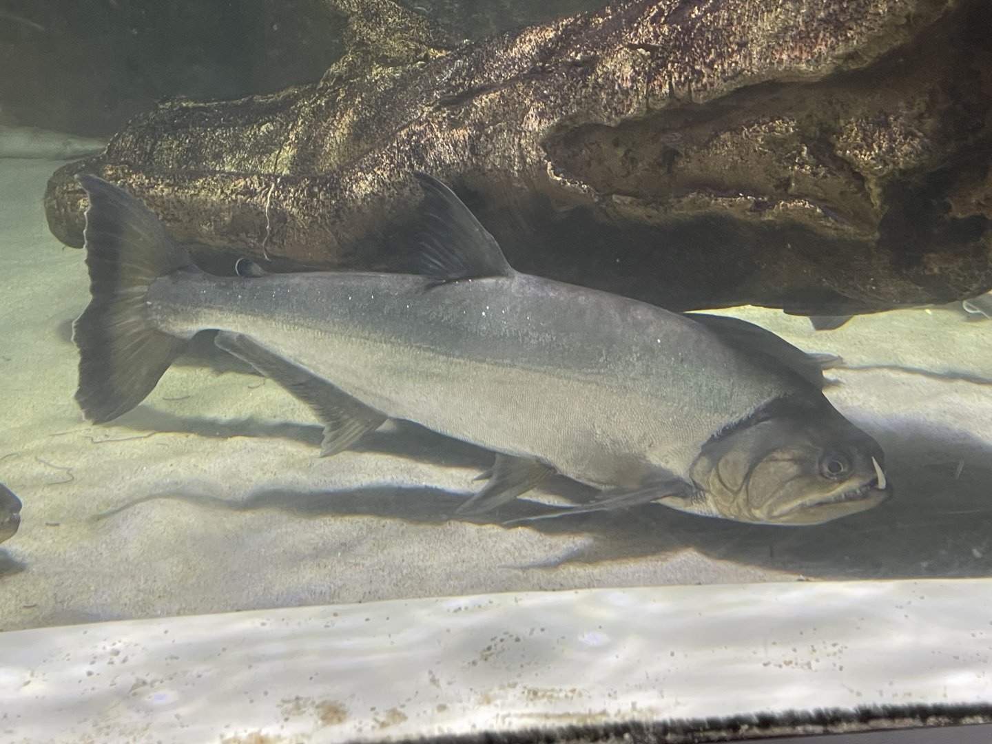 payara (hydrolycus armatus) (3)