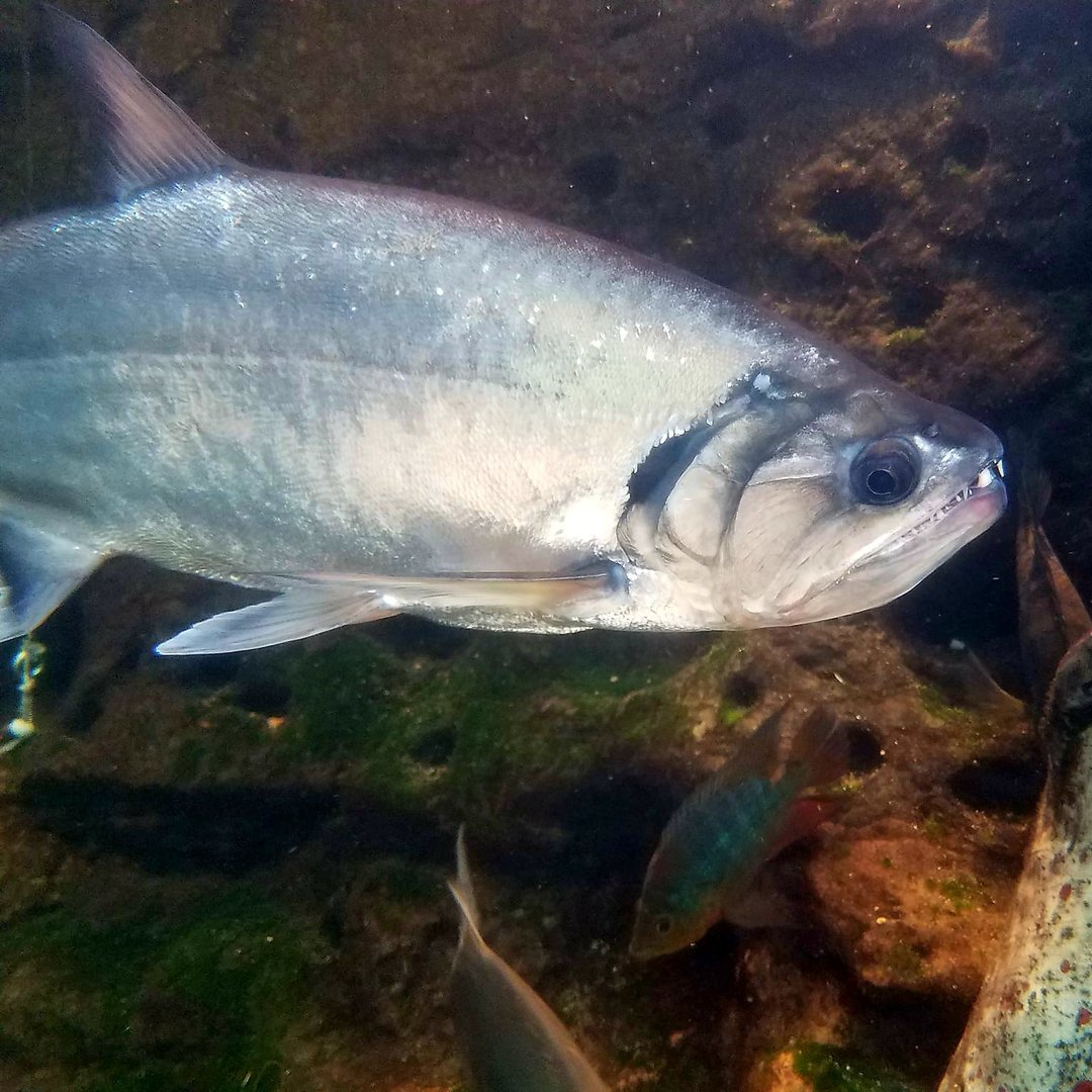 Payara (Hydrolycus armatus)