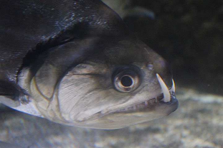 Payara (Hydrolycus armatus)