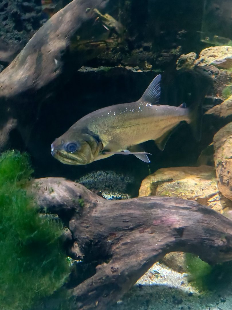 Payara (Hydrolycus armatus)