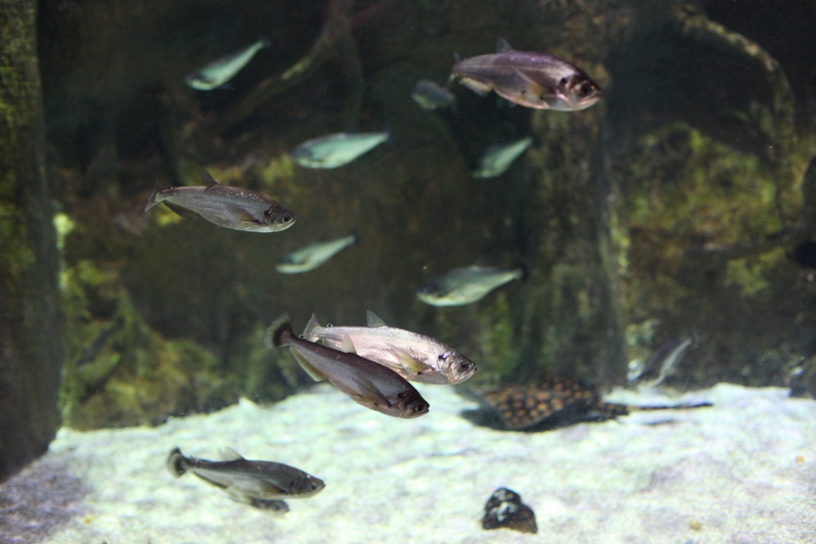 Payara (Hydrolycus scomberoides) and an unidentified river stingray (Potamotrygon sp.)