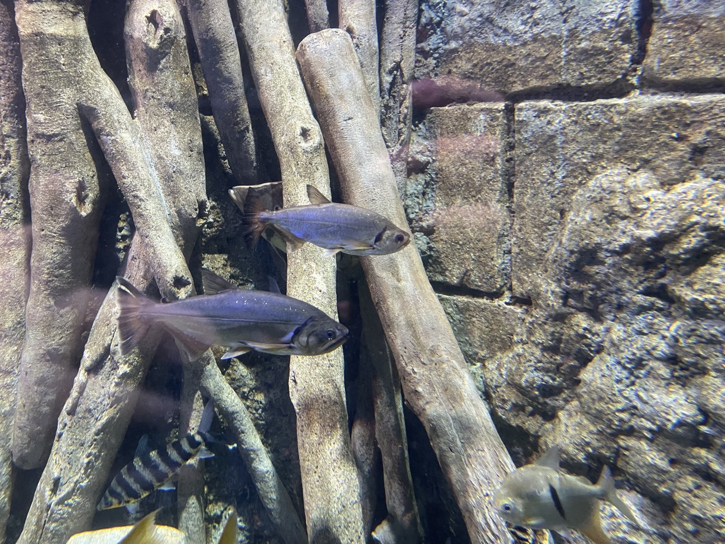 payara (hydrolycus scomberoides) - BX Sea