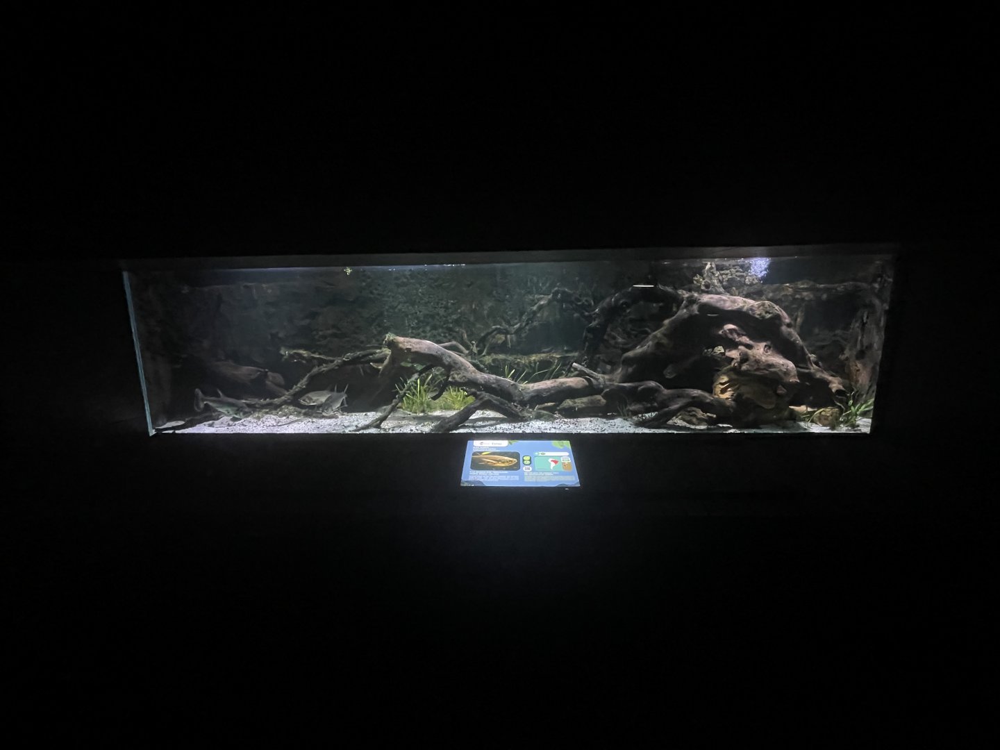 payara tank - dunia air tawar